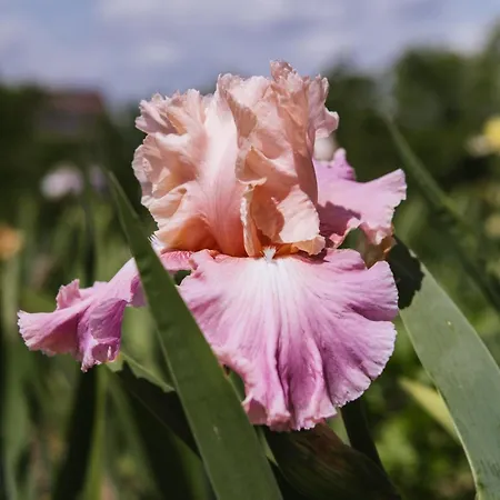 Lexsimihof - Presshaus Apartmán Wildon