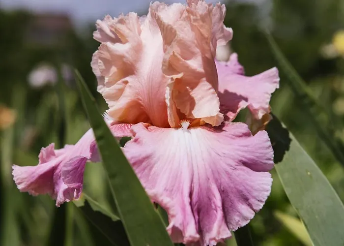 Lexsimihof - Presshaus Apartment Wildon