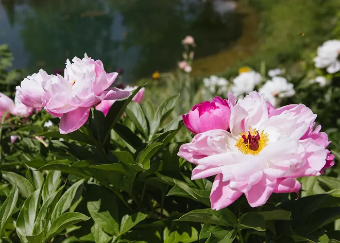 Lexsimihof - Presshaus Apartment *