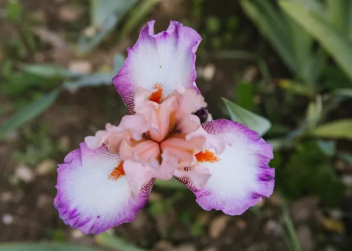 Lexsimihof - Presshaus