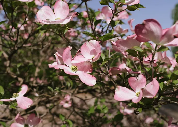 Lexsimihof - Presshaus Apartment Wildon